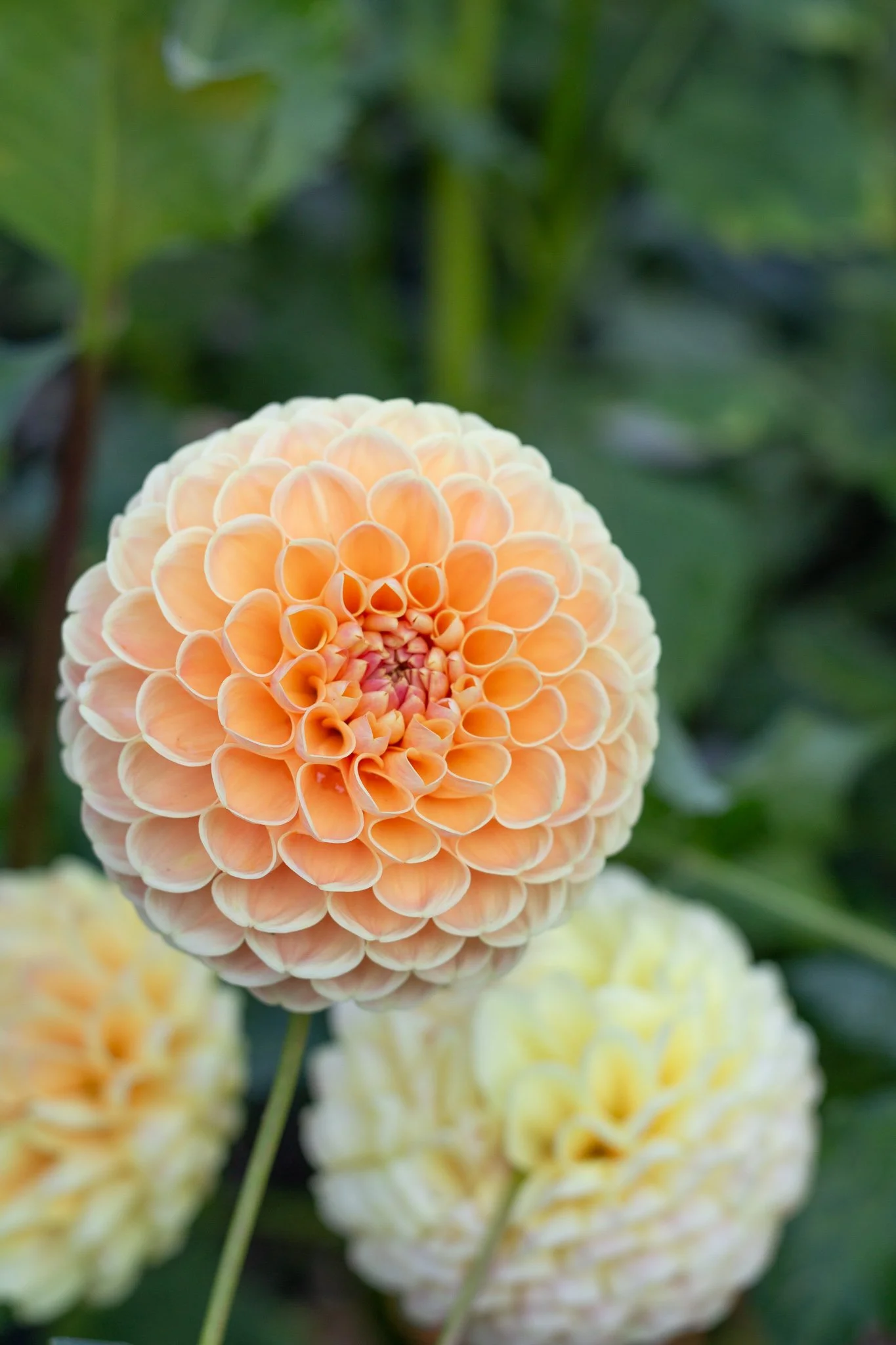Dahlia : Day Dreamer — ciderpress lane